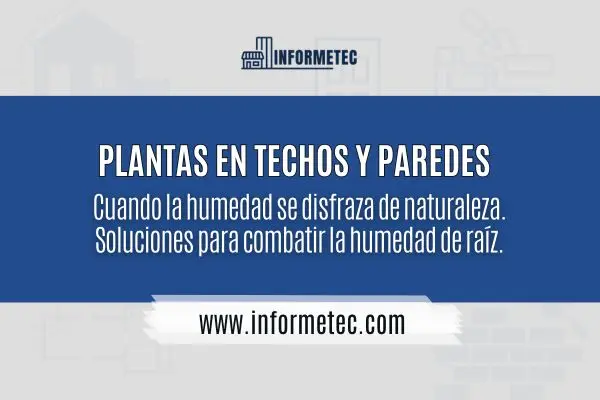 humedad en paredes y techos por plantas que crecen